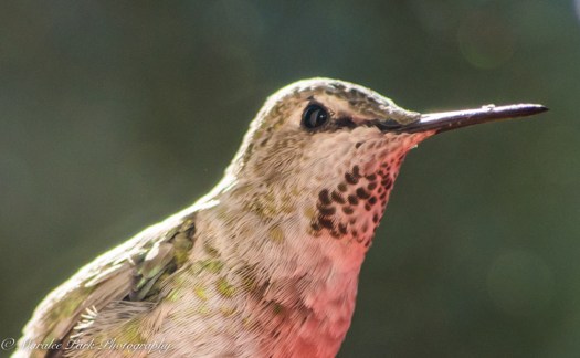 Nature-4555July 27, 2015