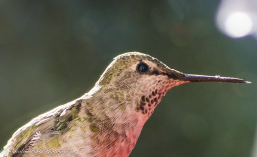 Nature-4559July 27, 2015