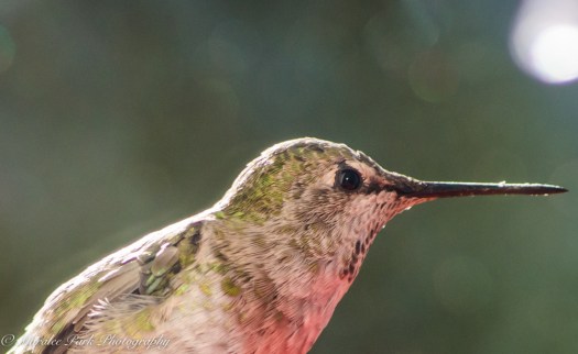 Nature-4560July 27, 2015