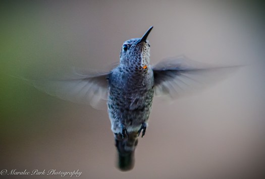 Nature-4651July 30, 2015