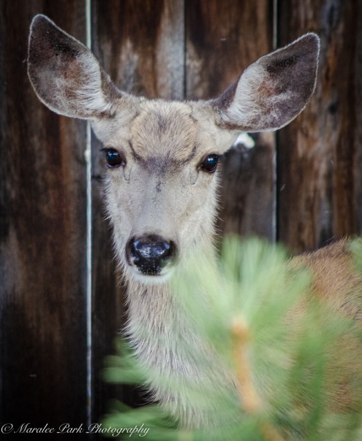 Nature-4694July 31, 2015