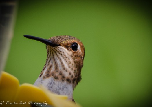 Nature-4705August 01, 2015