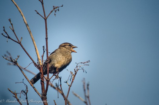 Nature-4735August 03, 2015