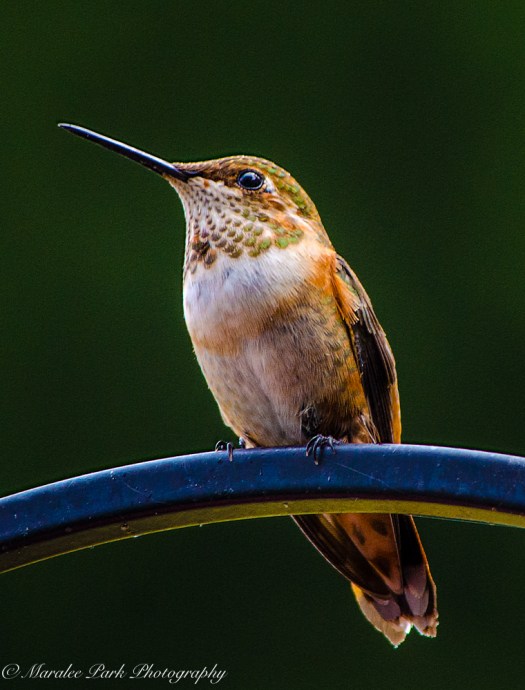 Nature-4776August 09, 2015