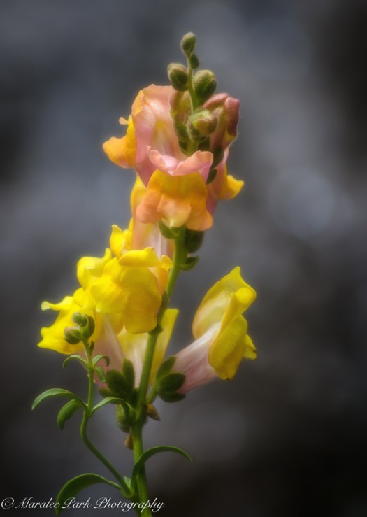 Gerry Landscape-5891September 02, 2015