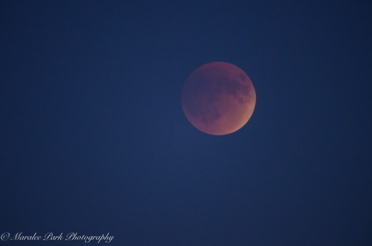Lunar Eclipse-6911September 27, 2015