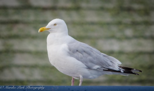 Minnesota2015-5327August 21, 2015