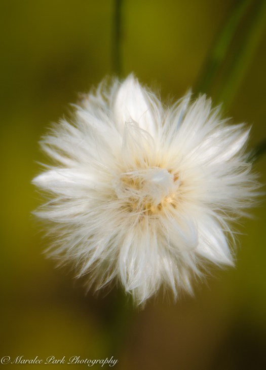 Minnesota2015-5345August 21, 2015