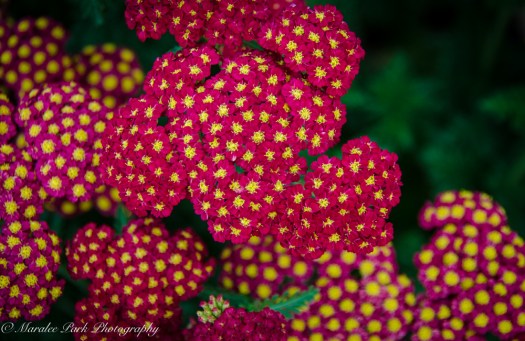 Minnesota2015-5357August 21, 2015