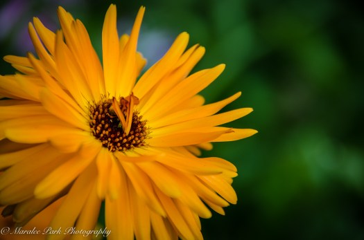 Minnesota2015-5361August 21, 2015