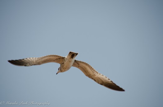 Minnesota2015-5412August 21, 2015