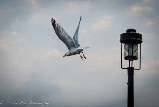 Minnesota2015-5539August 22, 2015