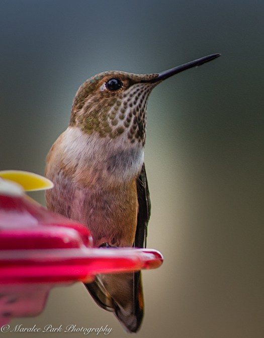 Nature-6735September 15, 2015