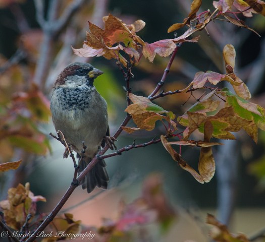 Nature-6797September 15, 2015