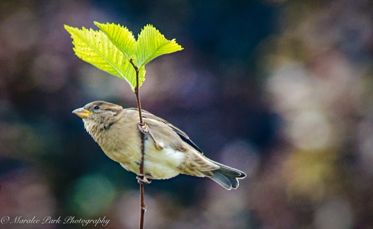 Nature-6798September 15, 2015