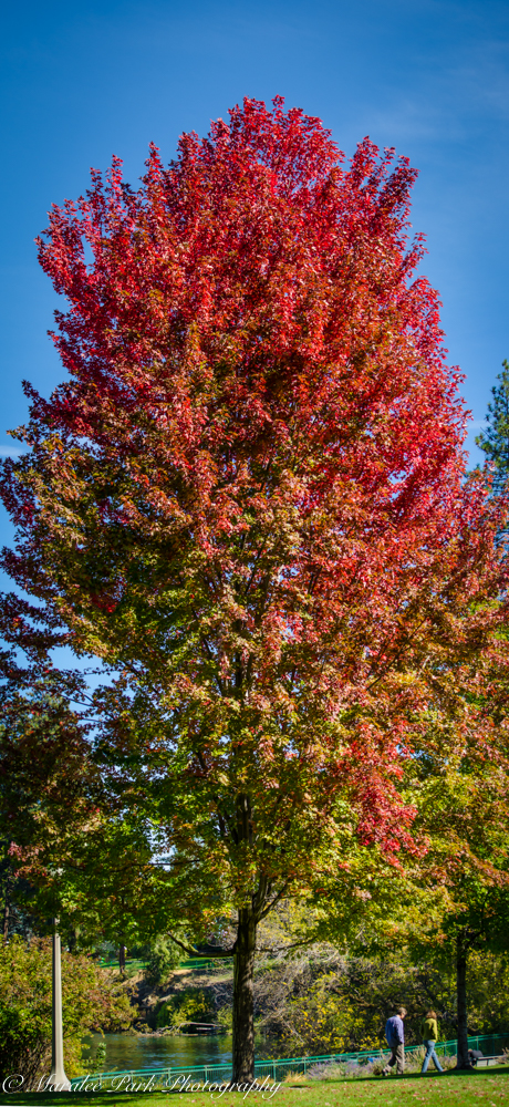 Autumn-6961October 04, 2015