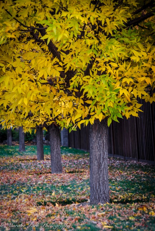 Autumn-6985October 06, 2015