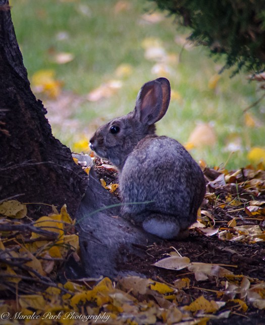 Autumn-6989October 09, 2015