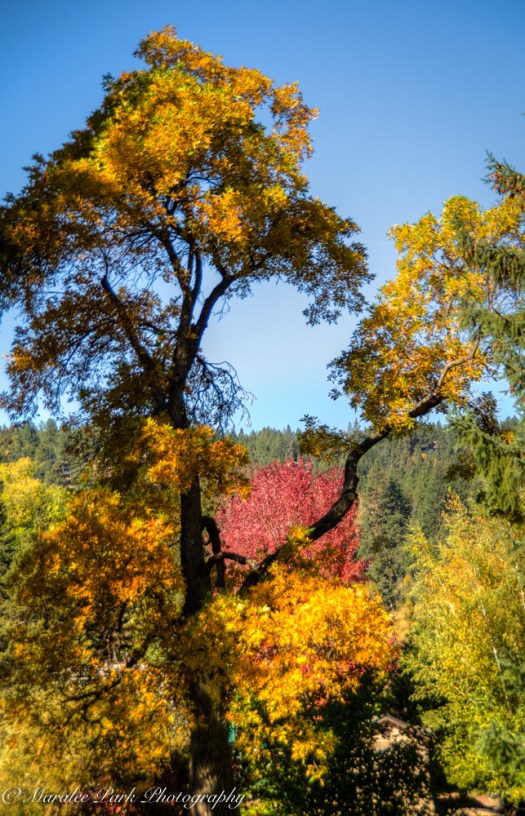 Autumn-7019October 12, 2015And2more