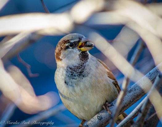 Autumn-7143October 20, 2015