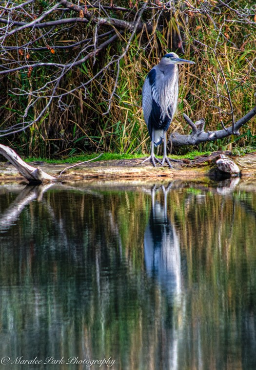 Autumn-7207October 26, 2015And2more