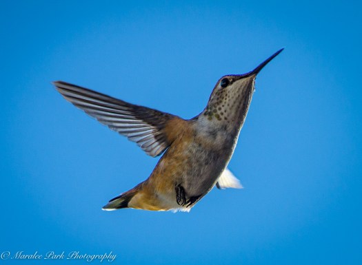 Lunar Eclipse-6818September 20, 2015