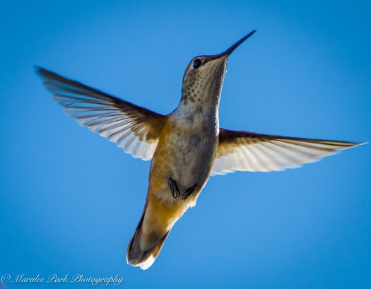 Lunar Eclipse-6819September 20, 2015