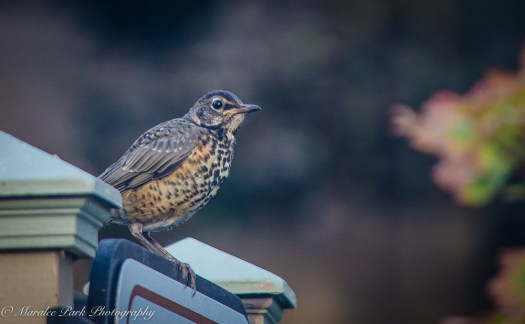 Nature-4222July 09, 2015