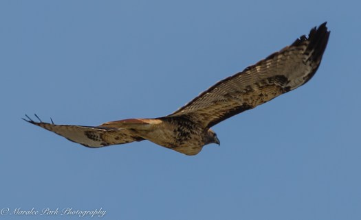 Autumn-7147October 20, 2015