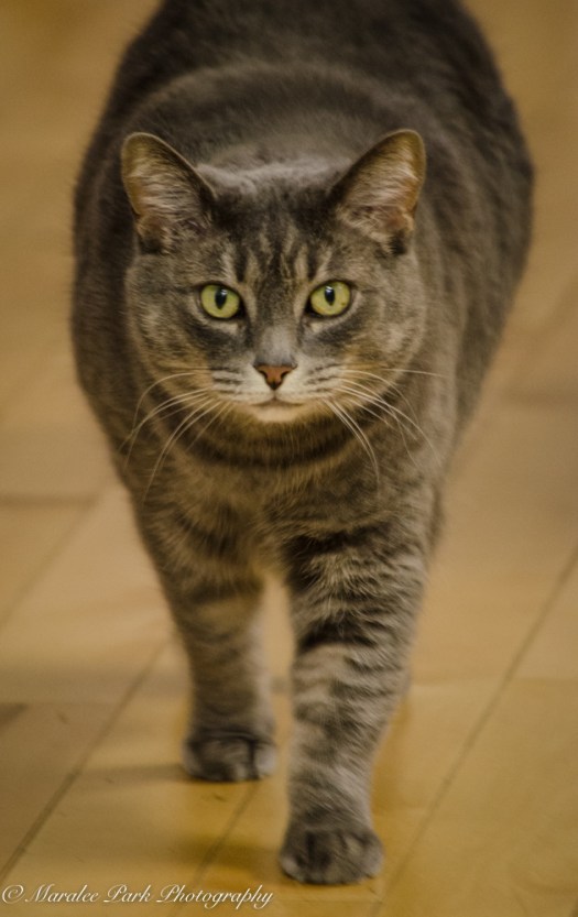 Autumn-7381November 03, 2015-2