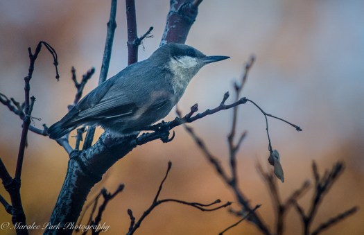 Autumn-7393November 05, 2015