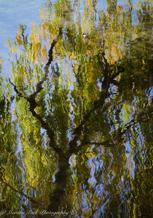 Autumn-7395November 06, 2015