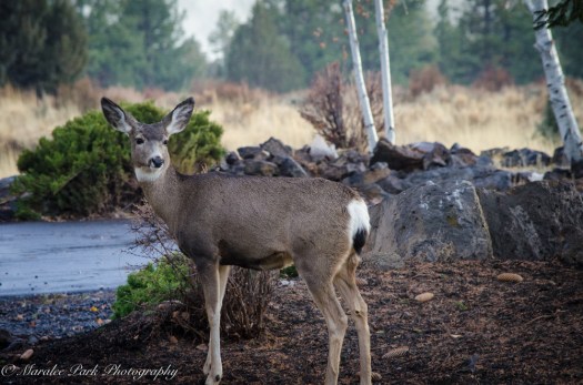 Autumn-7415November 08, 2015