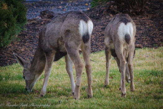 Autumn-7422November 08, 2015