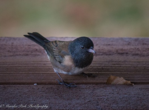 Autumn-7433November 10, 2015