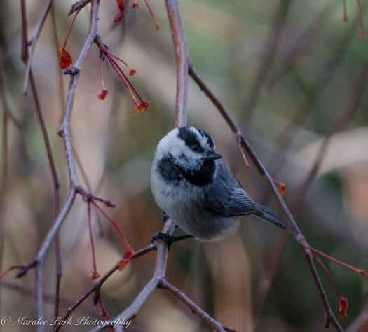 Autumn-7436November 10, 2015