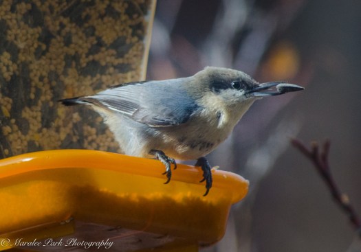 Autumn-7472November 12, 2015