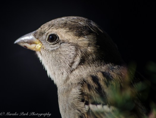 Autumn-7523November 19, 2015