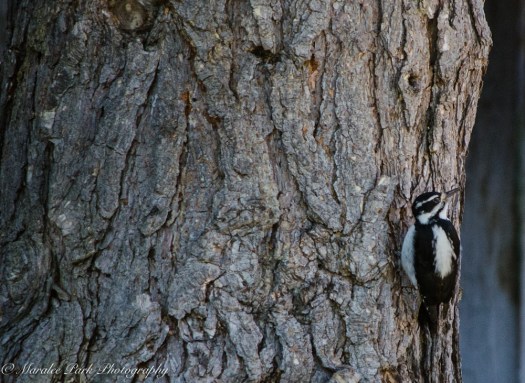 Autumn-7565November 20, 2015