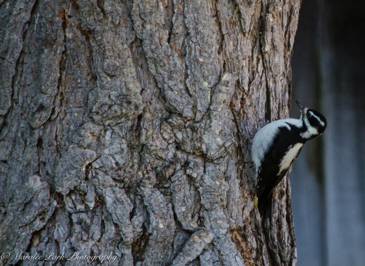 Autumn-7571November 20, 2015