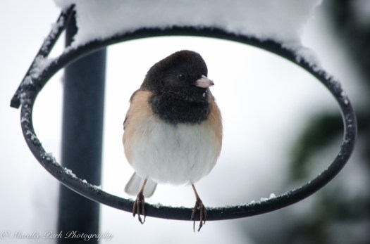 Autumn-7635November 24, 2015