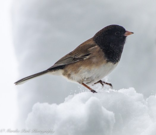 Autumn-7683November 24, 2015