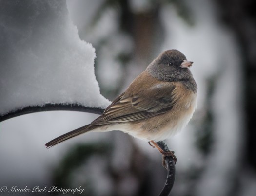 Autumn-7699November 24, 2015