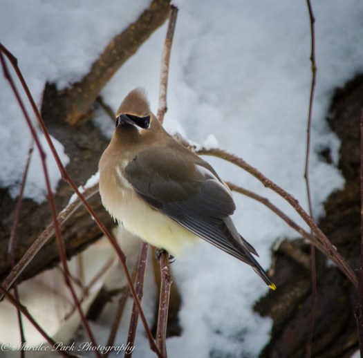 Autumn-7780November 24, 2015