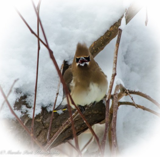 Autumn-7801November 24, 2015