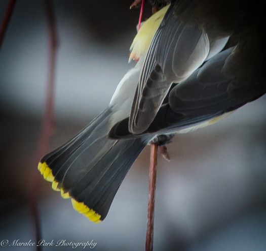 Autumn-7835November 24, 2015