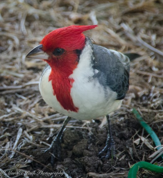 Maralee_Park_131206_58374