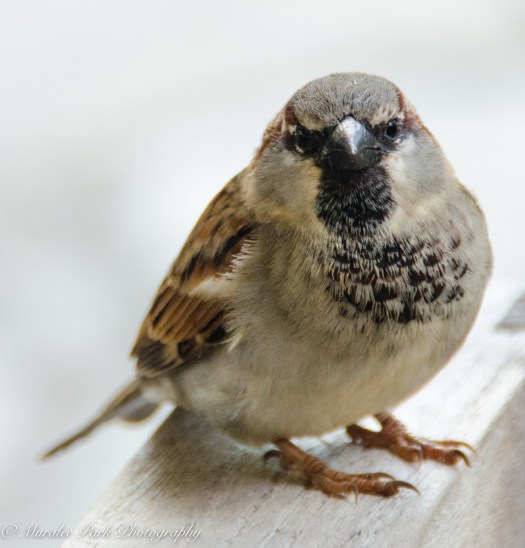 Maralee_Park_131206_58403