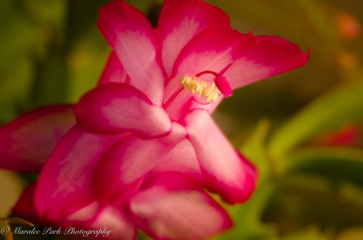 Autumn-7877November 28, 2015