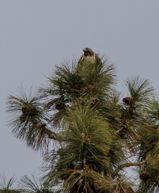 Autumn-7891December 04, 2015